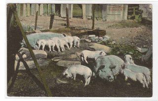 Little Suckers Piglets Pigs Hogs Farm Farming Callicoon New York 1910c 
