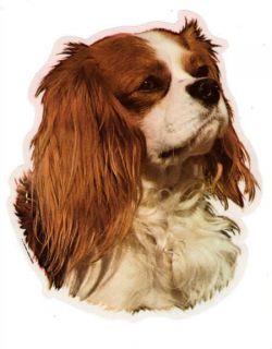 dog breed decal cavalier king charles spaniel 1 from australia