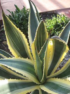 agave americana variegated opal special variegation expedited shipping 