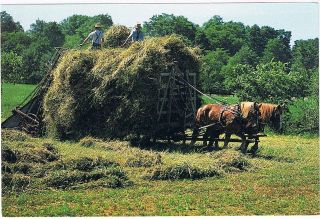 amish haymaking postcard horse drawn equipment from canada time left