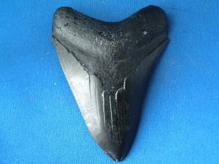 nice black georgia megalodon tooth replica 3 5 8 time
