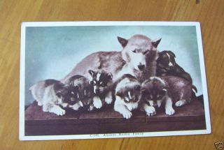 alaskan huskie family postcard circa 1907 1915 dogs one day