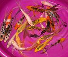 lot 3 in butterfly koi live pond fish buy