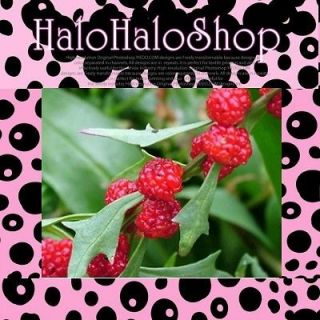   Chenopodium capitatum Strawberry Blite Red Malabar Spinach Bulk A0018