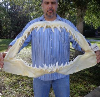 Giant 25 inch Mako Shark jaw shark teeth taxidermy   real jaw # J 1042