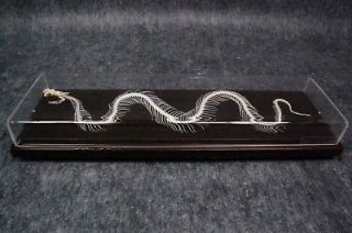 Real Poisonous snake skeletons with case and base taxidermy good 