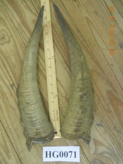 Pair of Goat Horns would be awesome for mask making Home Decor HG0071