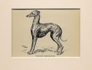 Antique Italian Greyhound Rare Dog Print by Arthur Wardle from 1912