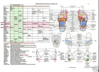comprehensive a4 laminated reflexology chart ideal for every 