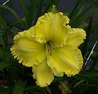 daylily plant sour puss  $ 20 00