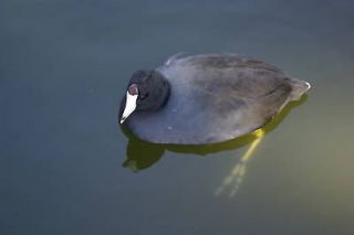 coot decoy reference photo cd  9 95
