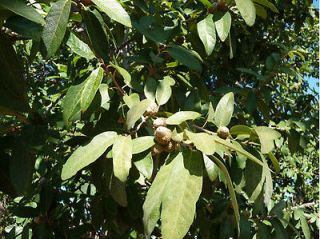 15 Mexican White Oak (Quercus polymorpha) acorns seeds Monterrey Oak