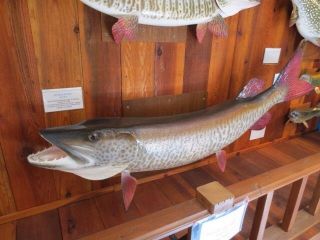 69 Lb 11 Oz. MUSKELLUNGE TROPHY WORLD RECORD REPLICA MOUNT MUSKY 