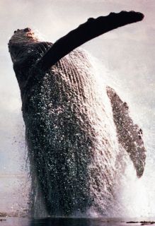 Humpback Whale Poster, North Atlantic Baleen, Breaching, Marine Mammal 