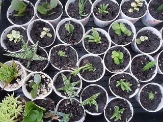 Mini Succulent Starter Plants Cactus Garden Terrariums Homeschool 