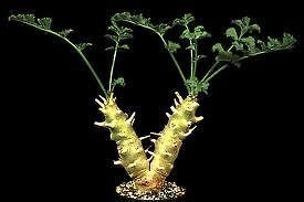 Pelargonium carnosum caudex cactus plant~Caudicif​orm Not Dioscorea