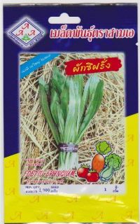 thai parsley 2000 seeds culantro fitweed stink weed from thailand time 