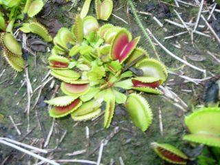 35 sawtooth x b52 venus flytrap carnivorous plant seeds time