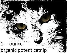   Bulk Organic Catnip 1/4 ounce to 16 oz (Full Pound LB #) Available
