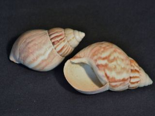   Snail Shells (Pack of Two Large Shells) Sea shells, Hermit Crab Shell