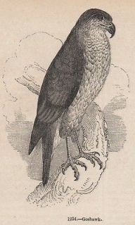 GENUINE 1845 PRINT FALCONRY GOSHAWK FALCON HOOD GLOVE BIRD OF PREY 
