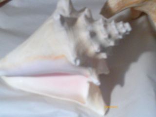 Medium 6+Roller Pink Conch Shell Sea shell Decoration Col​lectors 