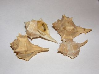 seashells turbo lister pre 1933 4 shells 