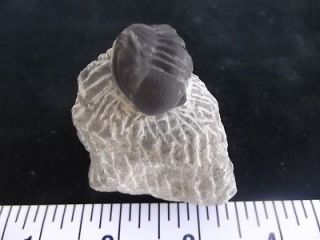 75 x 1.5Phacops Trilobite Fossil; Dates from the Devonian