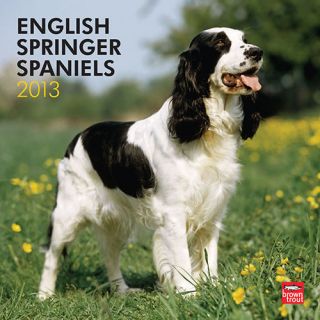 english springer spaniels 2013 wall calendar  14