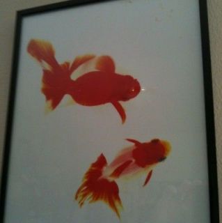 fancy goldfish in Freshwater Species