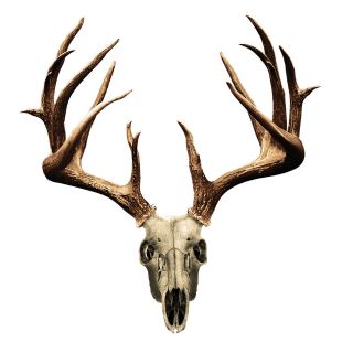 Mossy Oak   Non Typical Deer Skull & Rack Decal   Large   part# 13021 