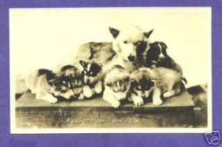 p4585 real photo postcard alaskan husky dog pups time left