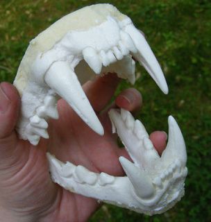 leopard jaws teeth cast taxidermy replica  9 95  