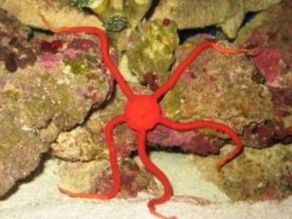   RedStar Urchin   live saltwater tropical reef for aquarium fish tank
