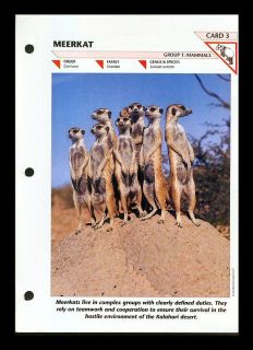 meerkat mammal fold out info sheet wil dlife fact file
