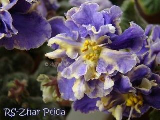 African Violet (saintpaulia) plant RS ZHAR PTITSA   rare & unique