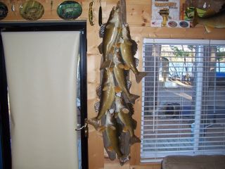 Walleye Stringer Mount 5 Feet Long Taxidermy Fish