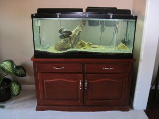 75 Gallon Fish Tank Aquarium w/ Stand, Accessories & Fish