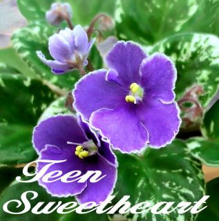 African Violet Plant  Teen Sweetheart  multiple plants in pot. Semi 