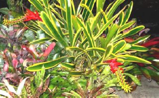 Bromeliads Aechmea Nudicaulis Albo Tough Plant