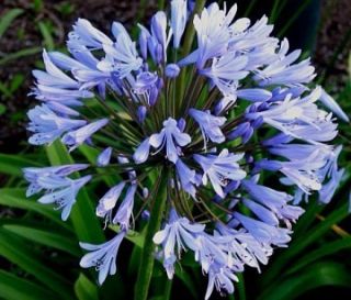 Lily of the Nile Agapanthus africanus 50 SEEDS