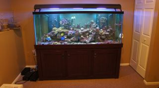 210g Reef Tank All Glass with A Cherry Stand and Canopy
