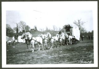 Horse Animal Wagon Hagenbeck Wallace Circus 1905 6