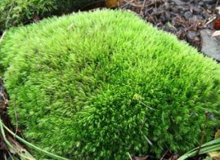 Cap Moss Beautiful Accent for Bonsai Reptile Terrariums