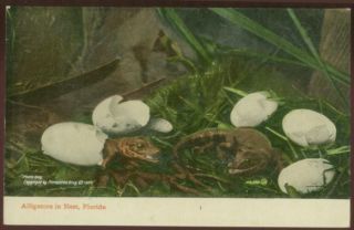 102707 Baby Alligators Hatching in Florida FL Postcard 1907