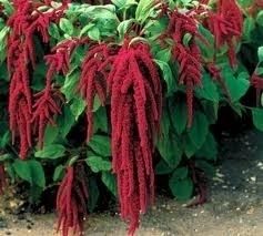 Heirloom Organic Red Garnett Amaranth Love Lies Bleeding 350 Seeds 