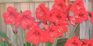Large Amaryllis Flower Bulb Red Color Perfect for Xmas