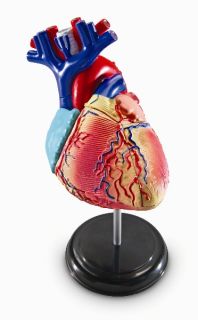 science yookidoo learning resources 5 human heart anatomy model new