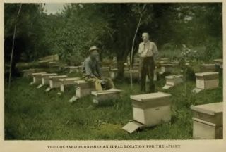   of production and marketing of honey 1918 author pellett frank chapman