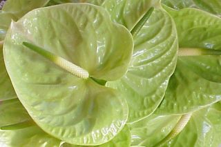 Midori is the all green anthurium with glossy foliage. It was 
